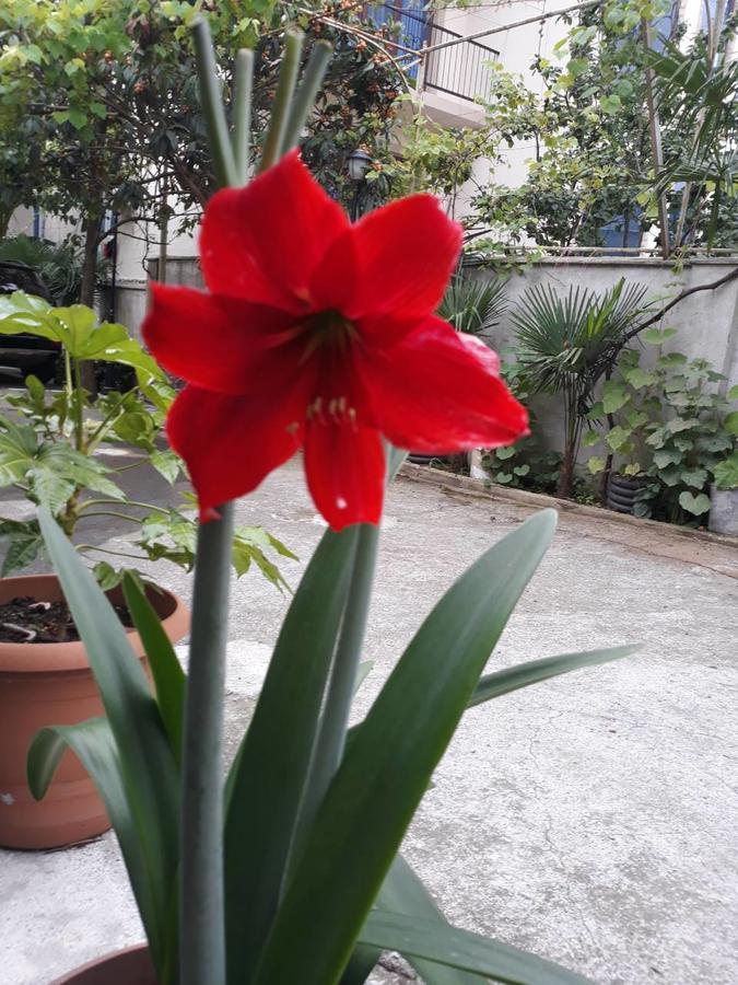 Magnolia Hotel Agmashenebeli Kobuleti Esterno foto